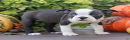 Boston Terrier dogs for sale: Jillian Boston Terrier  - Ad 7
