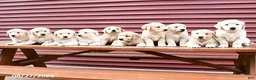 Golden Retriever dogs for sale: Creed - Ad 3