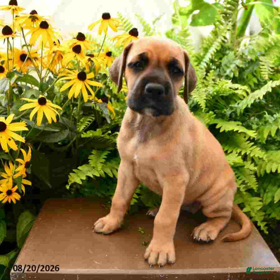 Great Dane dogs Lily - Ad 1