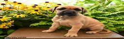 Great Dane dogs for sale: Lily - Ad 1