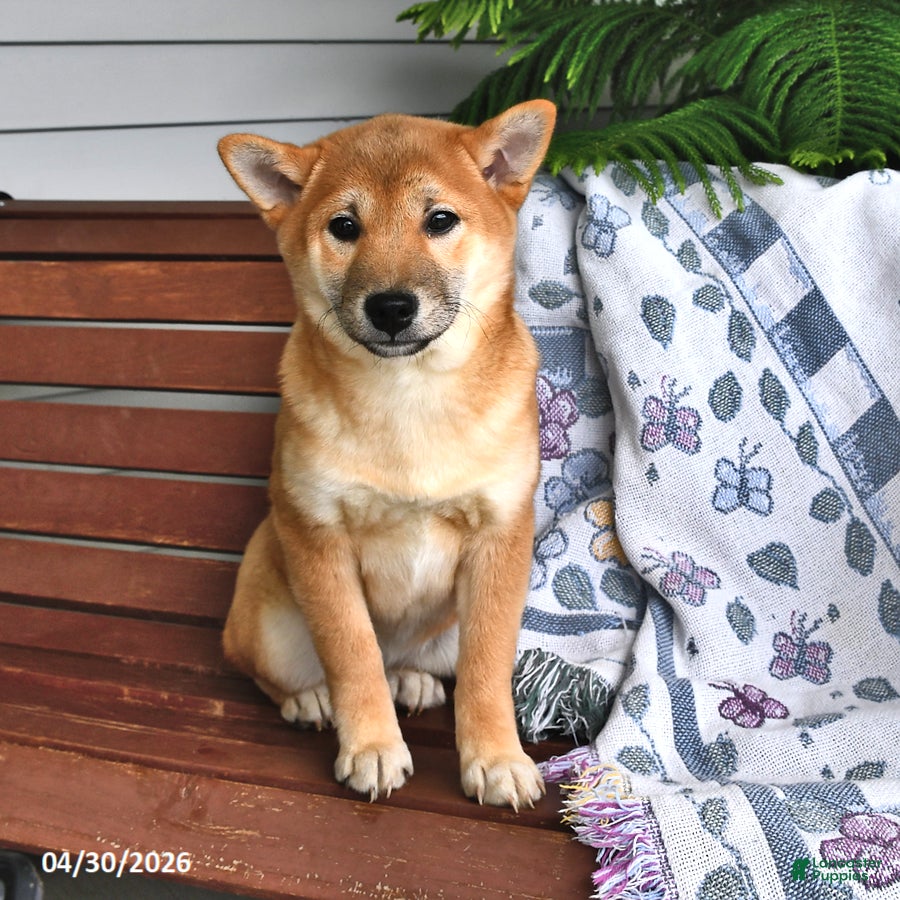 Shiba Inu dogs Dick  - Ad 1