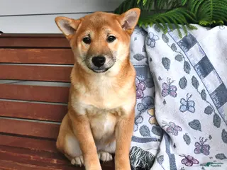 Shiba Inu dogs for sale: Dick - Ad 1