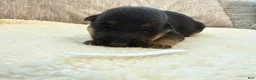 German Shepherd dogs for sale: White Girl - Ad 6