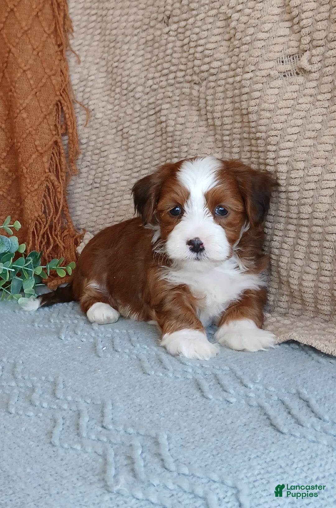 Havanese dogs for sale: Kyle  - Ad 4