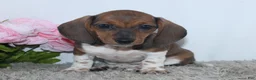 Miniature Dachshund dogs for sale: Kallie - Ad 4