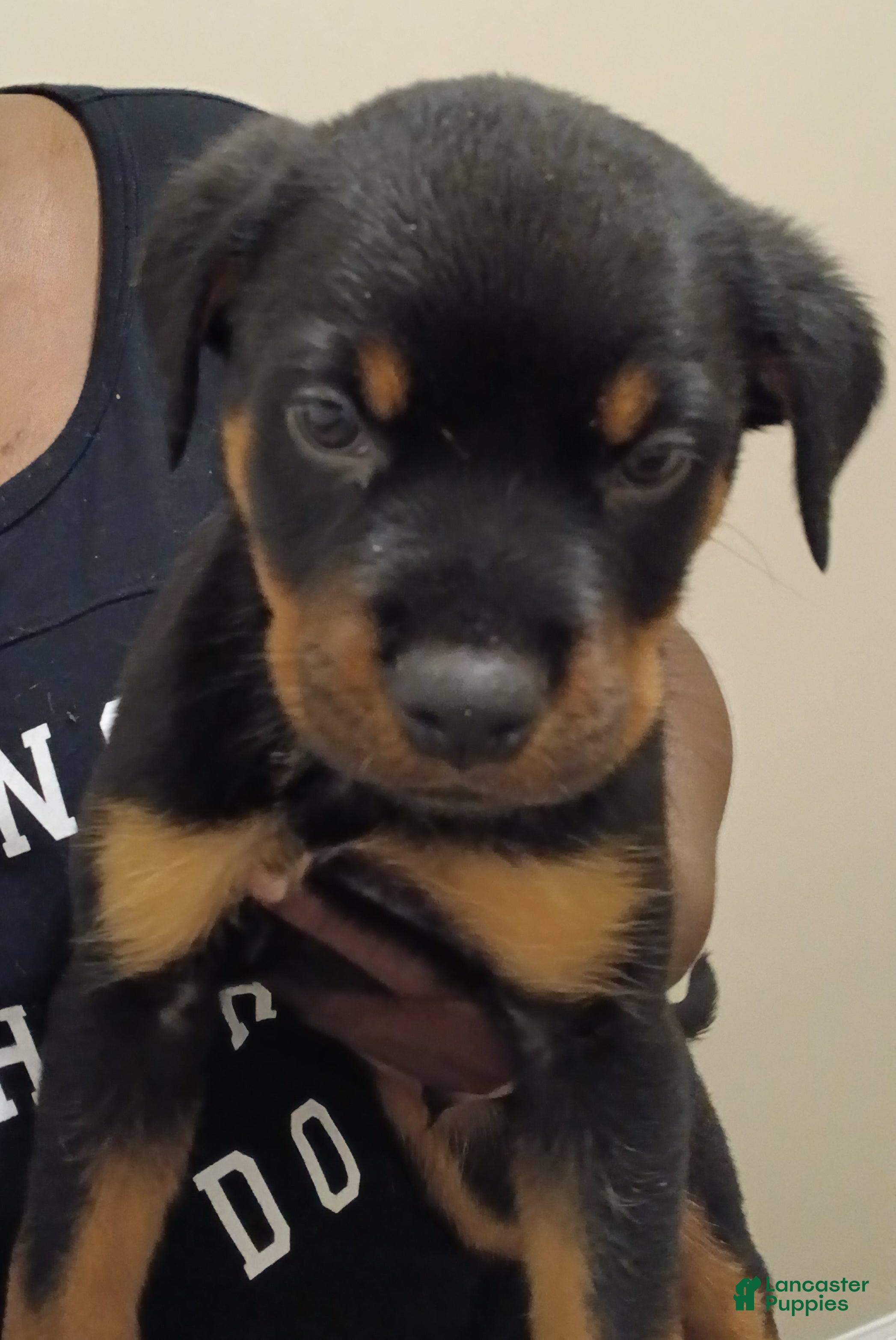 Rottweiler dogs Rottweiler 2 - Ad 25