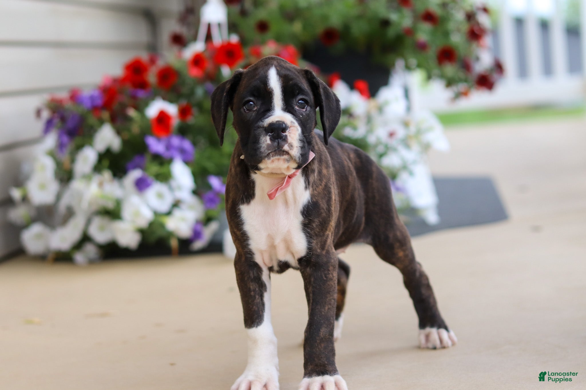 Boxer dogs Allie - Ad 1