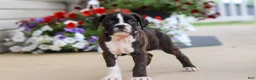 Boxer dogs for sale: Allie - Ad 1