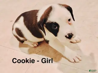 Mixed Breed dogs Cookie - Ad 24
