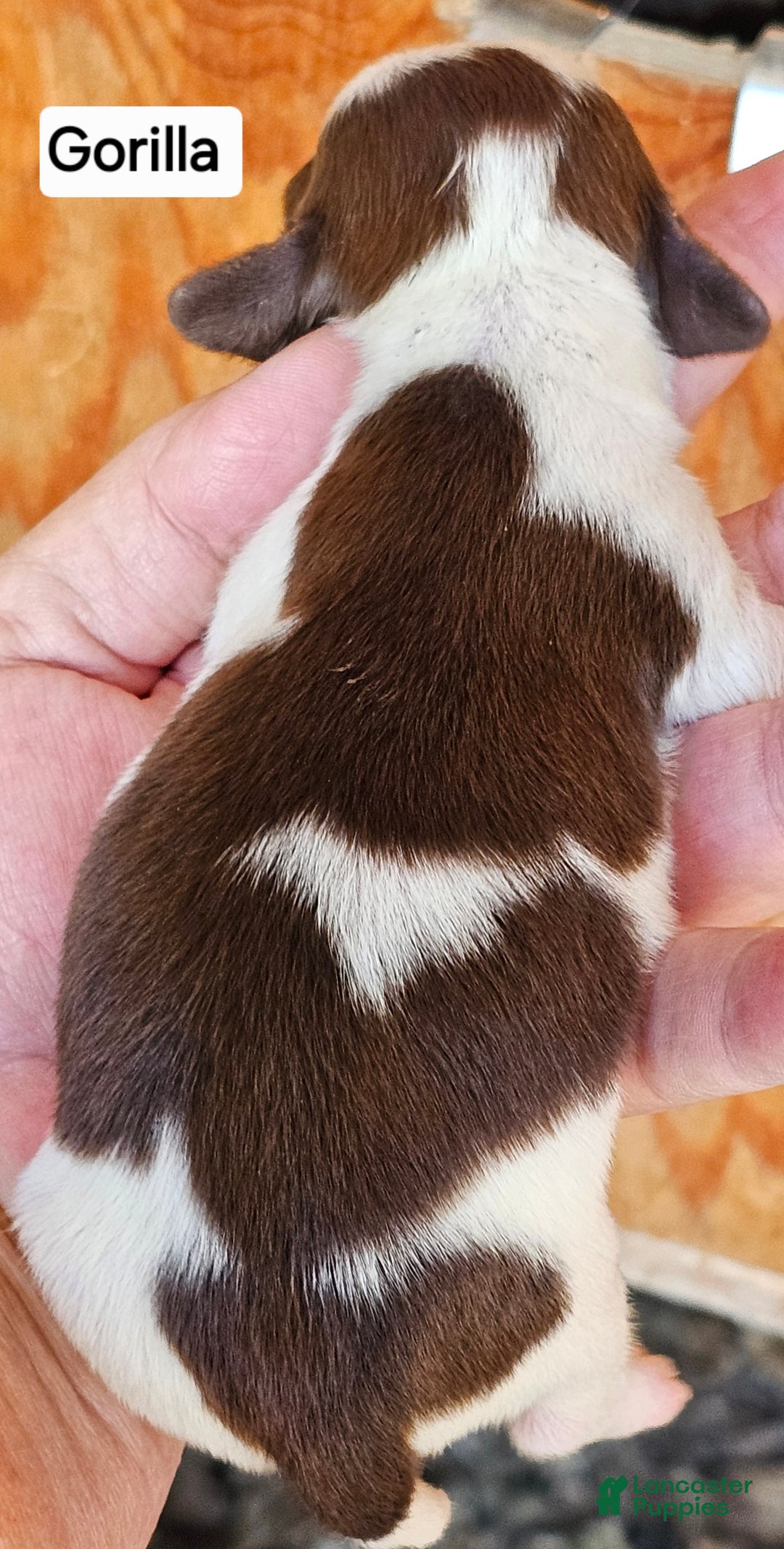 Miniature Dachshund dogs for sale: Heartly Long-haired  - Ad 3