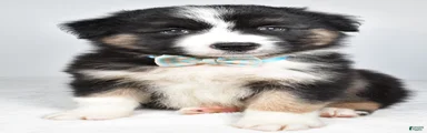 Skipper