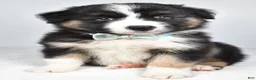 Miniature Australian Shepherd dogs for sale: Skipper - Ad 1