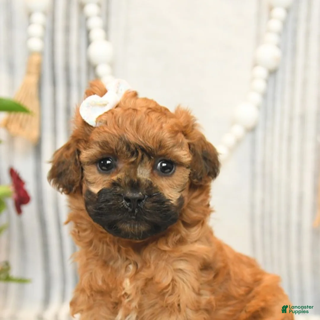Shihpoo dogs for sale: Lulu - Ad 5