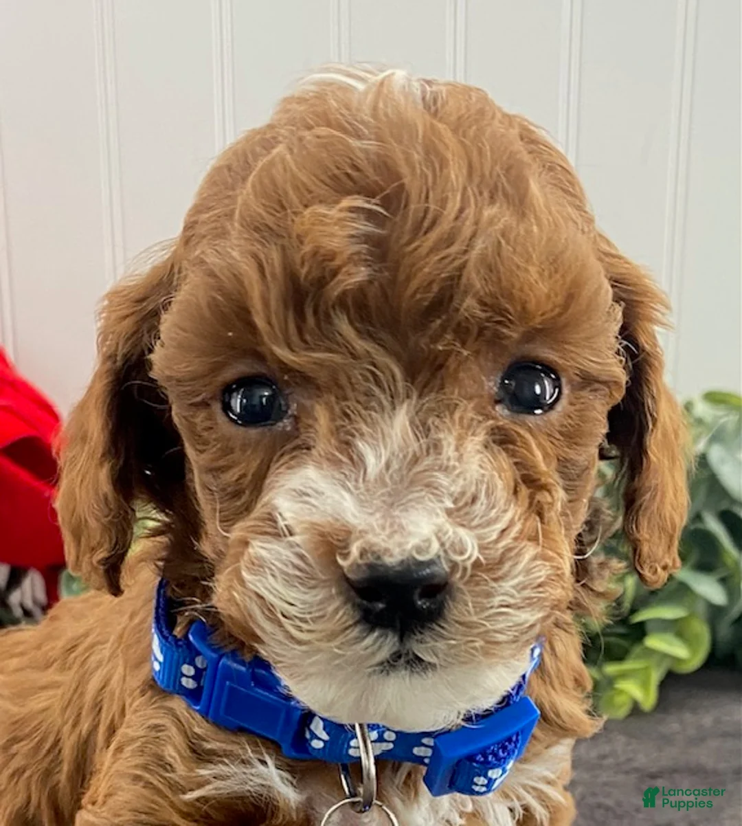 Toy Poodle dogs for sale: Koda - Ad 4