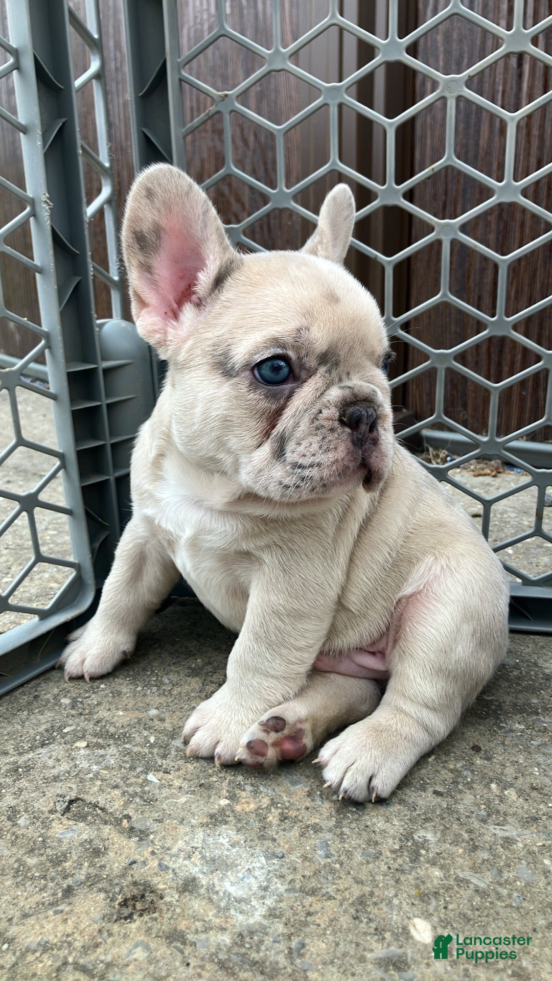 French Bulldog dogs Ghost - Ad 2