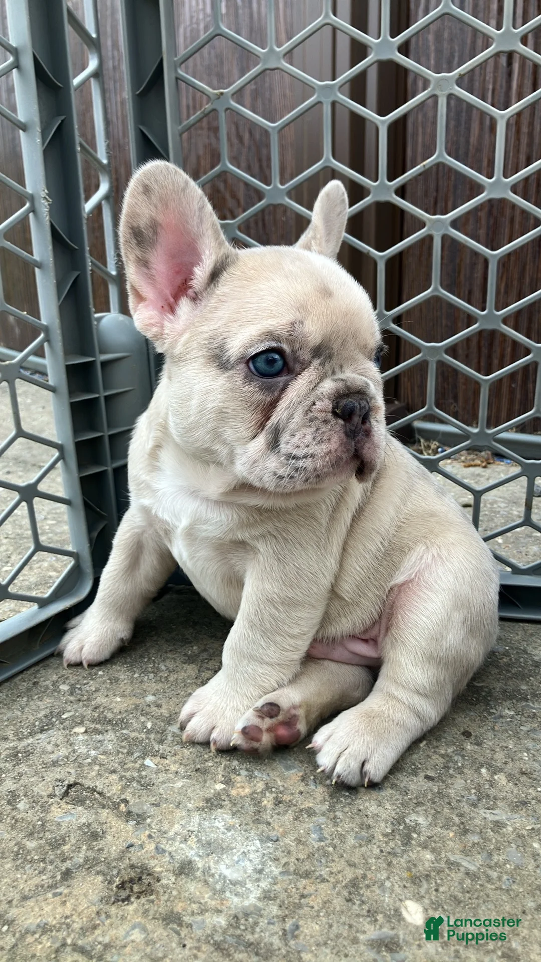 French Bulldog dogs for sale: Ghost - Ad 2