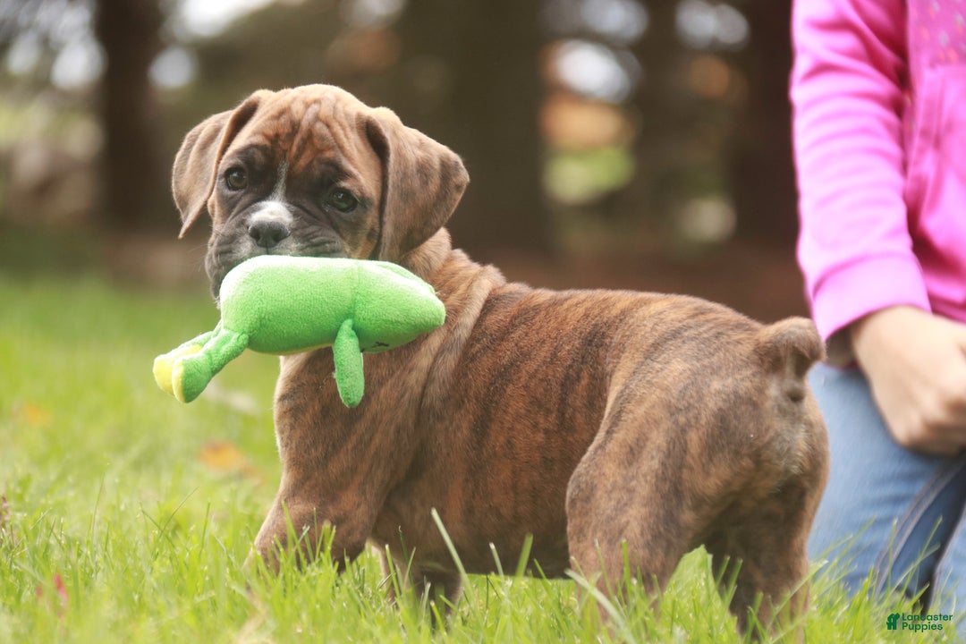 Boxer dogs for sale: Flint - Ad 7