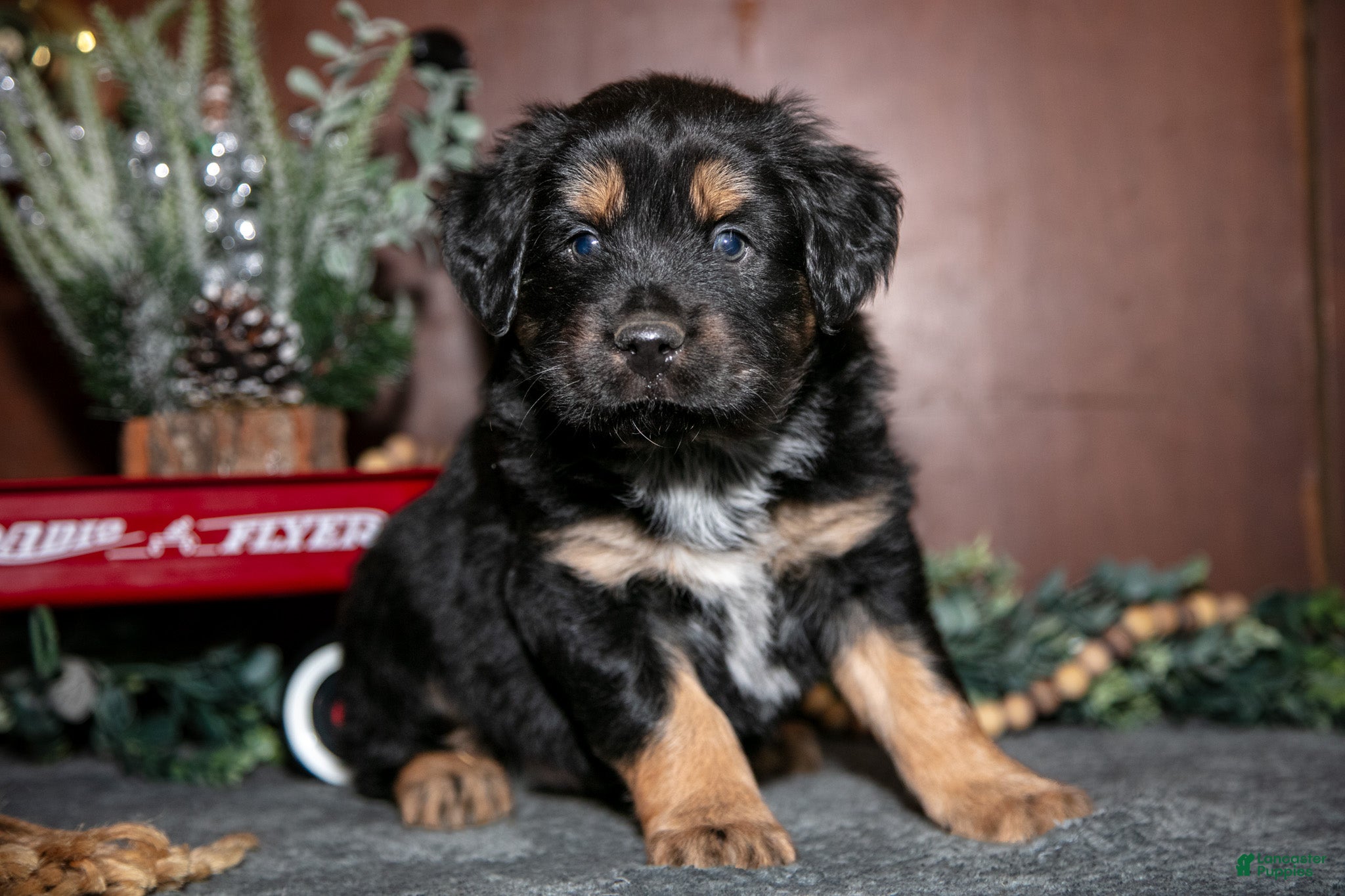 Miniature Australian Shepherd dogs Wesley - Ad 2