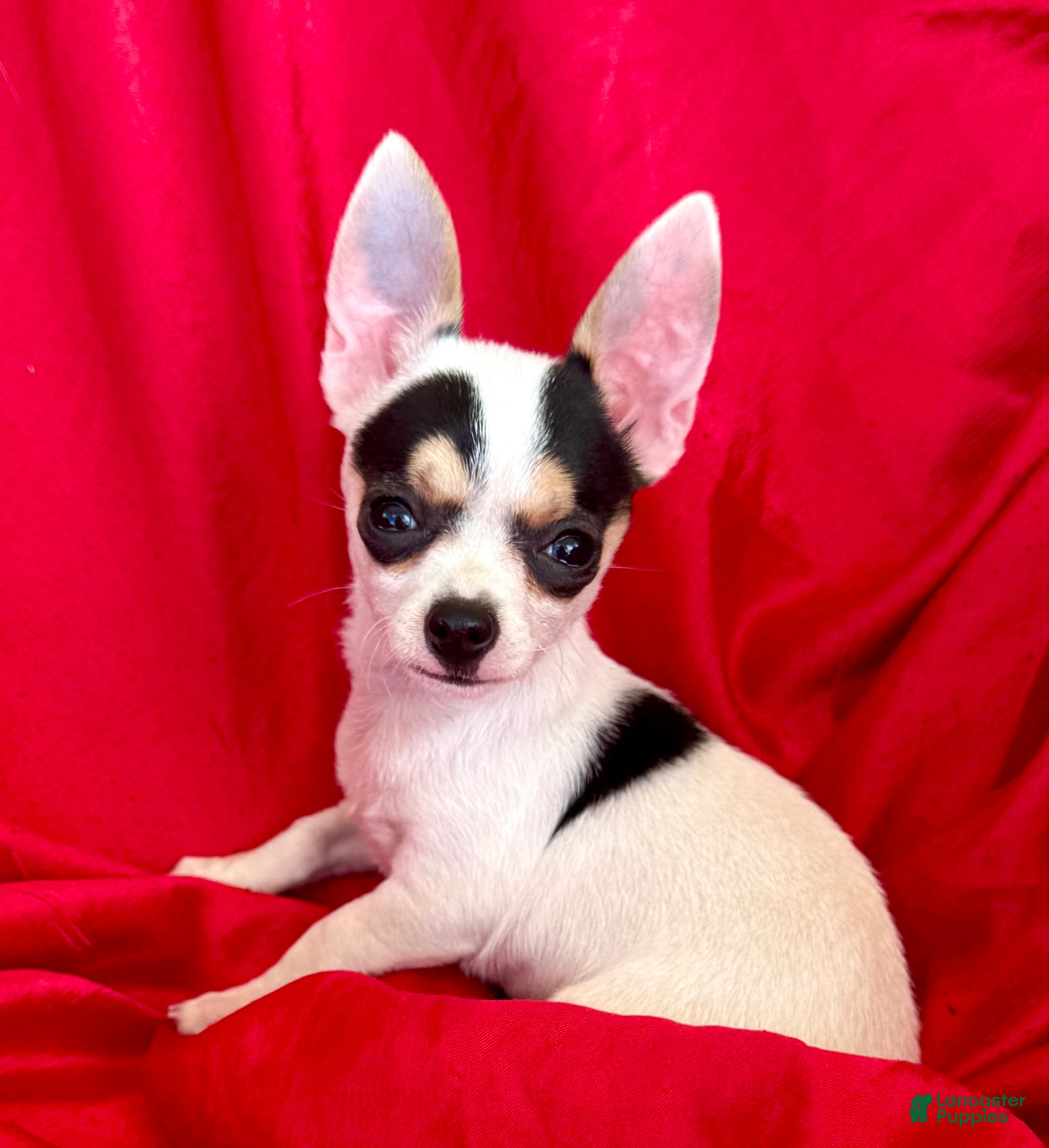 Chihuahua dogs for sale: Spicy - Ad 1