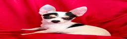 Chihuahua dogs for sale: Spicy - Ad 1