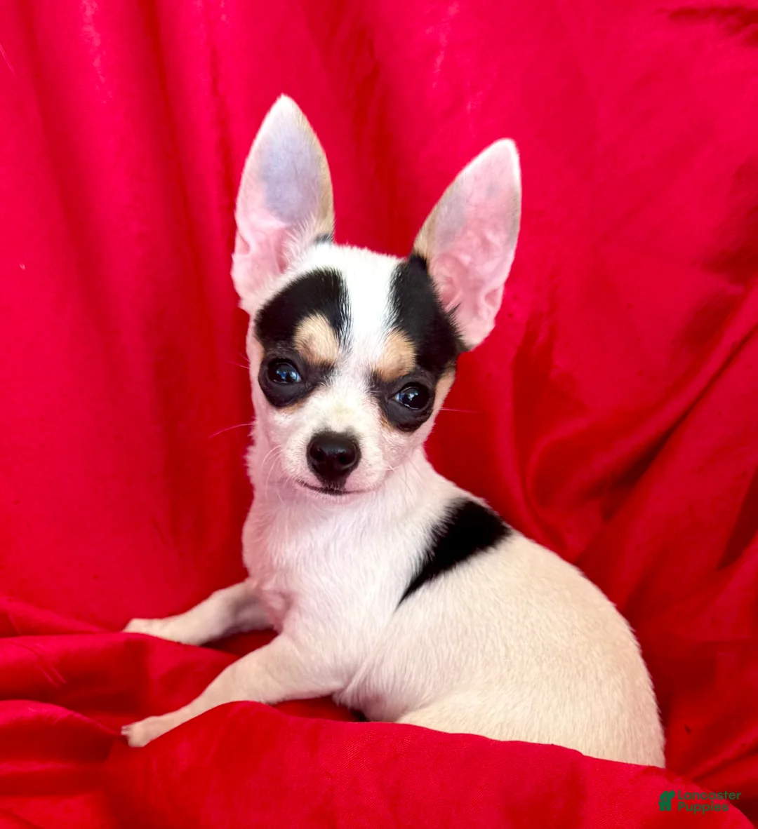 Chihuahua dogs for sale: Spicy - Ad 1