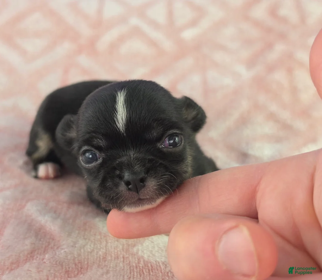 Chihuahua dogs for sale: AKC Charlotte - Ad 1