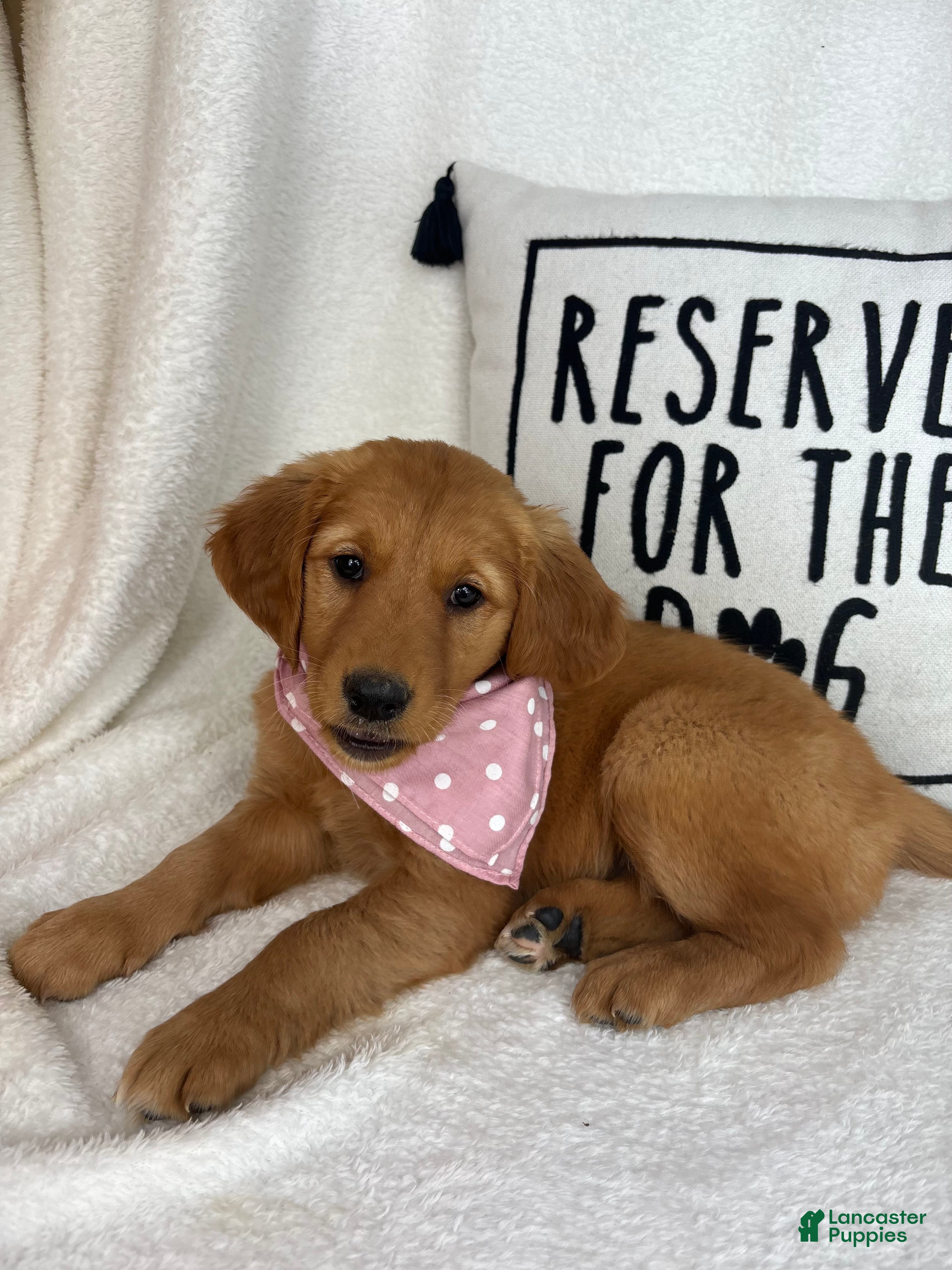 Golden Retriever dogs Gigi - Ad 38