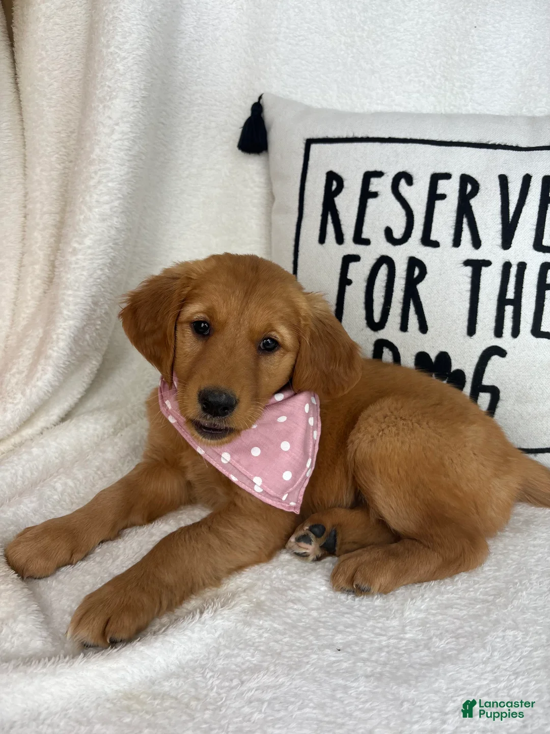 Golden Retriever dogs for sale: Gigi - Ad 1