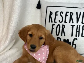 Golden Retriever dogs Gigi - Ad 38