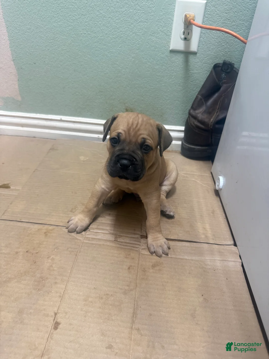 Cane Corso dogs for sale: Cane Corso 5 - Ad 2