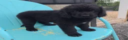 Newfoundland dogs for sale: Ruby - Ad 1