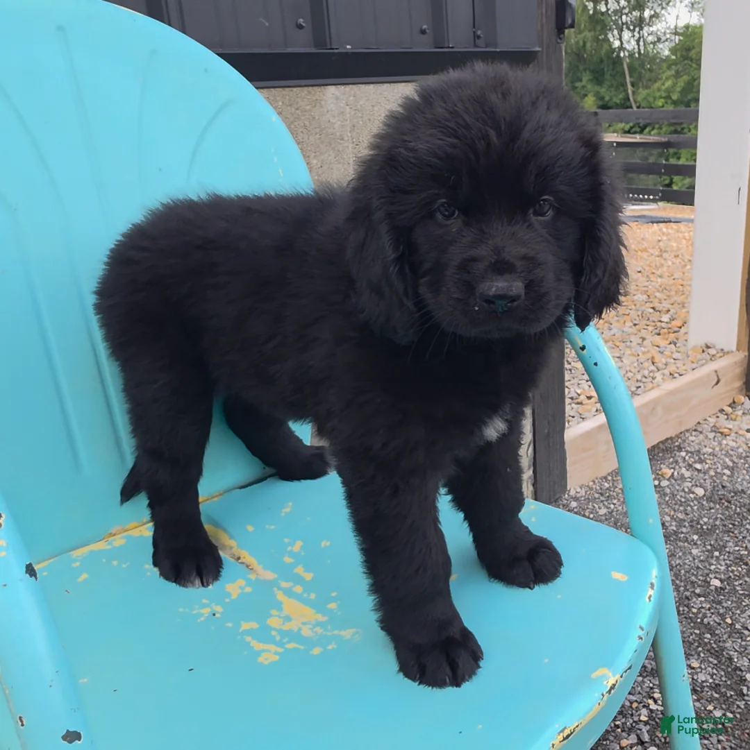 Newfoundland dogs for sale: Ruby - Ad 1