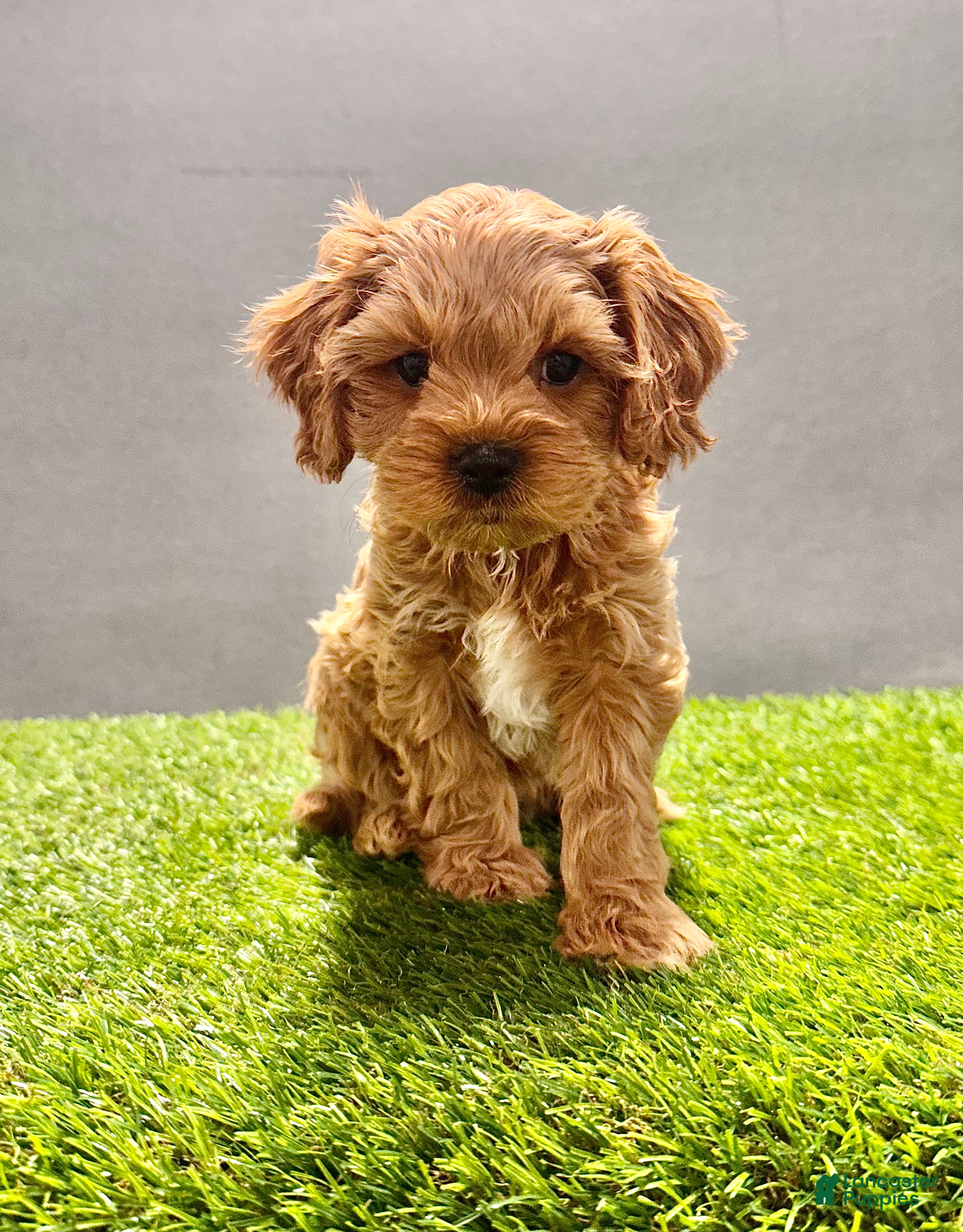 Cavapoo dogs Teddy - Ad 1