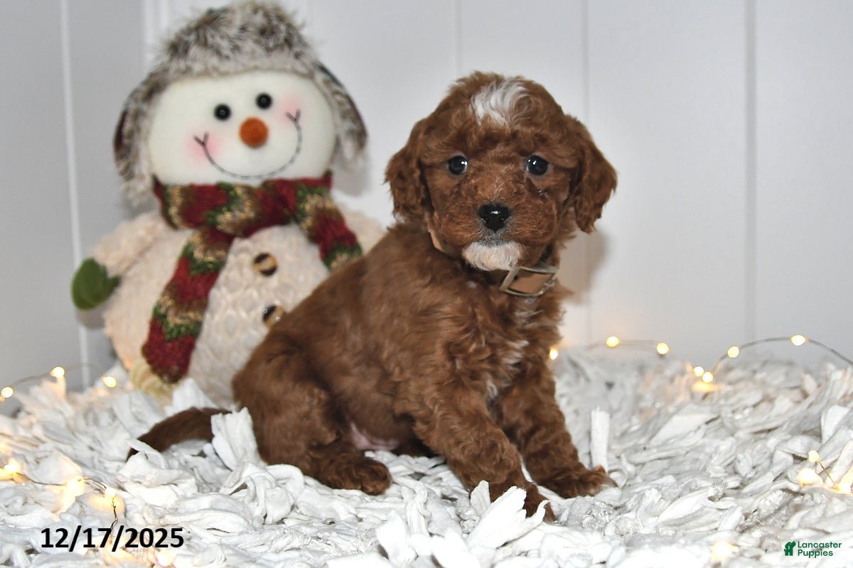 Cavapoo dogs Callie - Ad 15