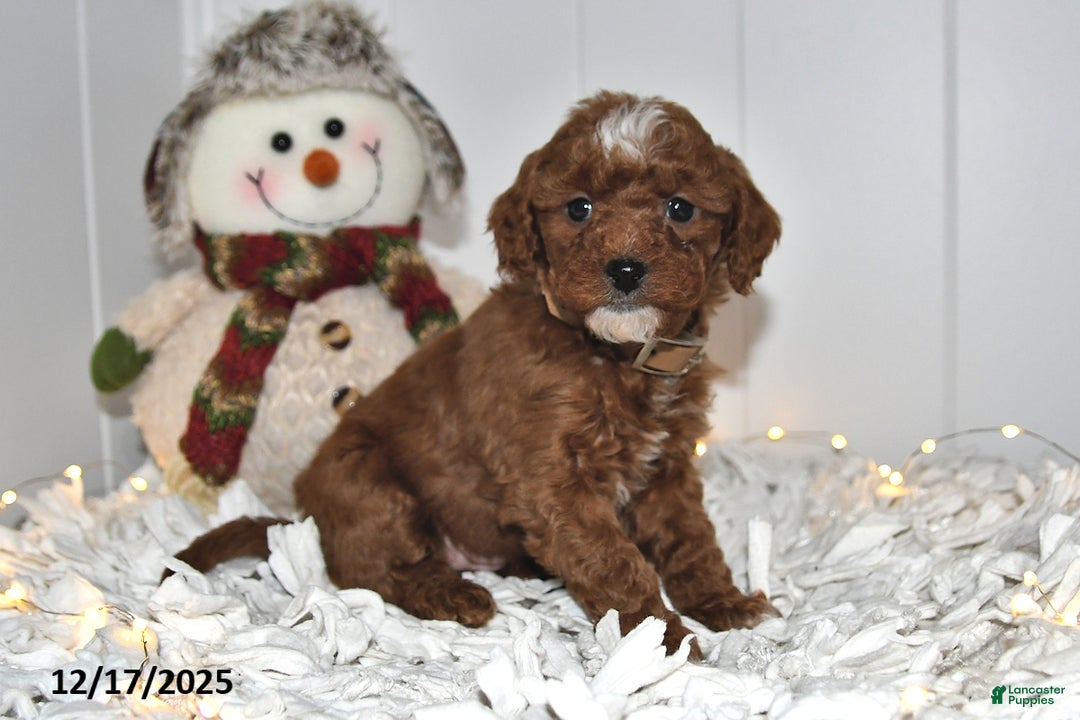 Cavapoo dogs for sale: Callie - Ad 1