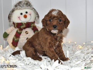 Cavapoo dogs Callie - Ad 15
