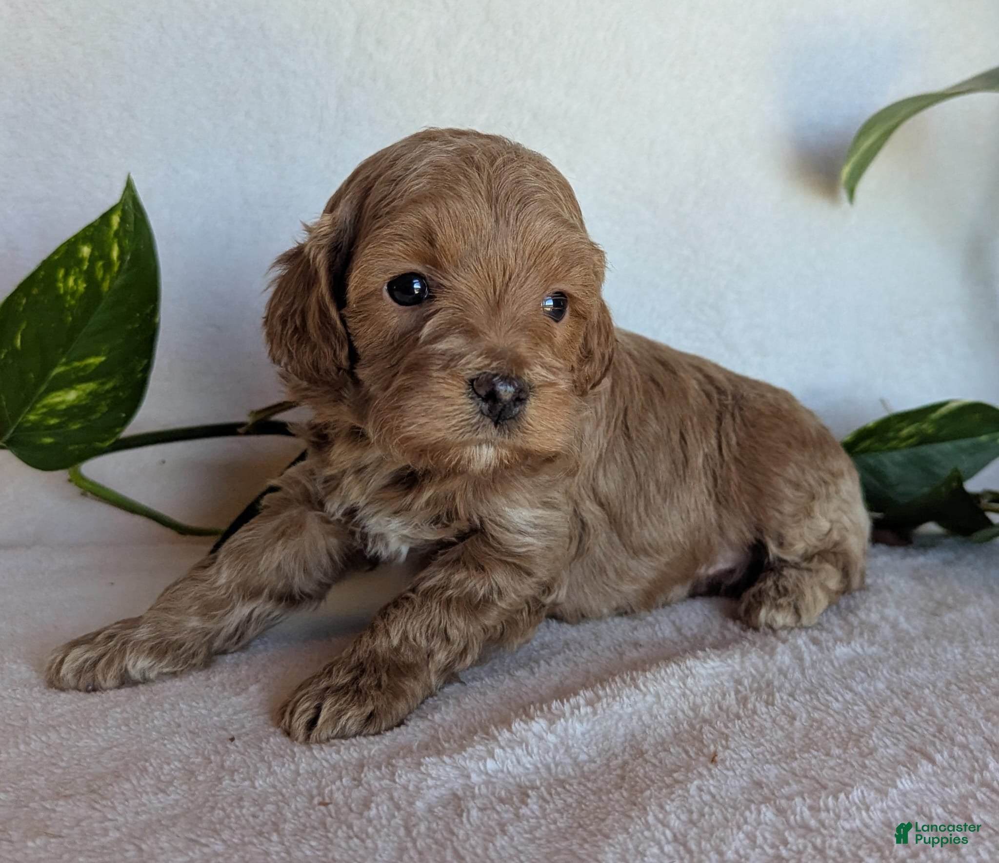 Cockapoo dogs for sale: Dexter F1B - Ad 1