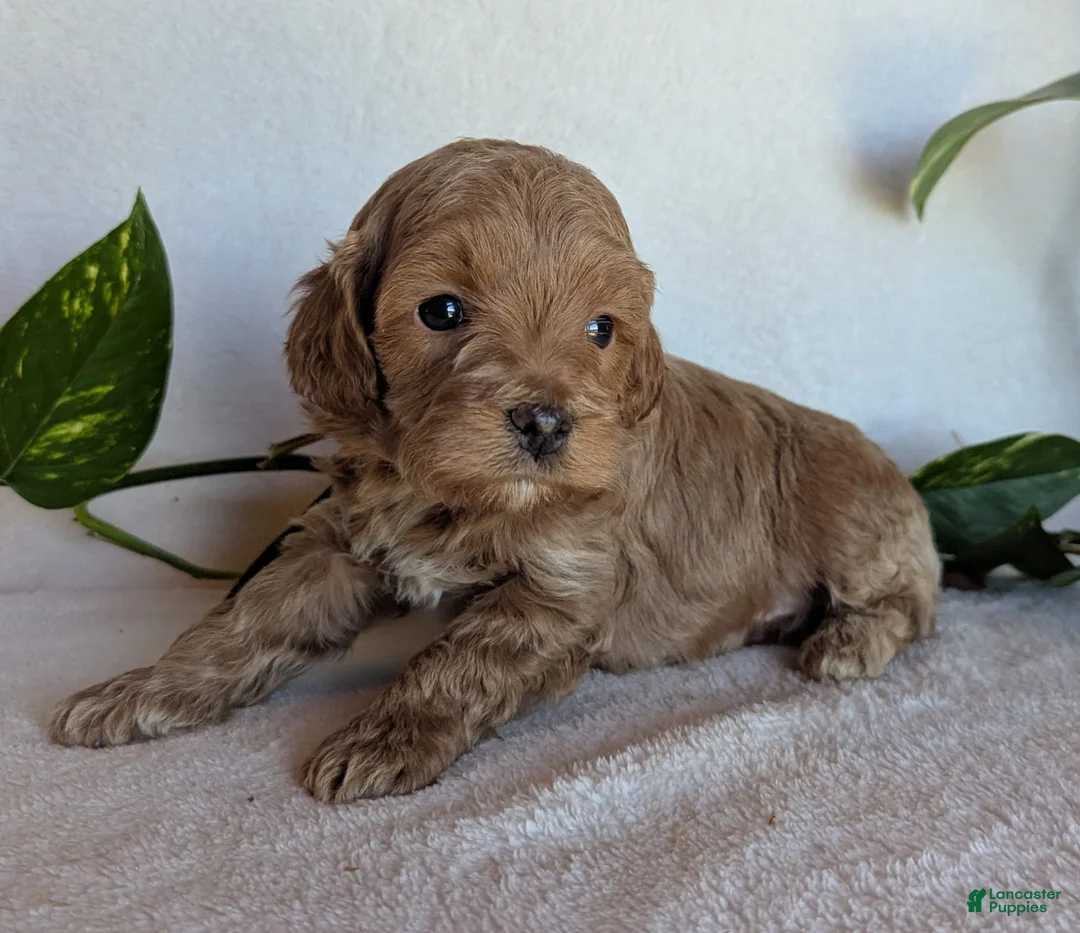 Cockapoo dogs for sale: Dexter F1B - Ad 1