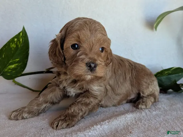 Cockapoo dogs for sale: Dexter F1B - Ad 1