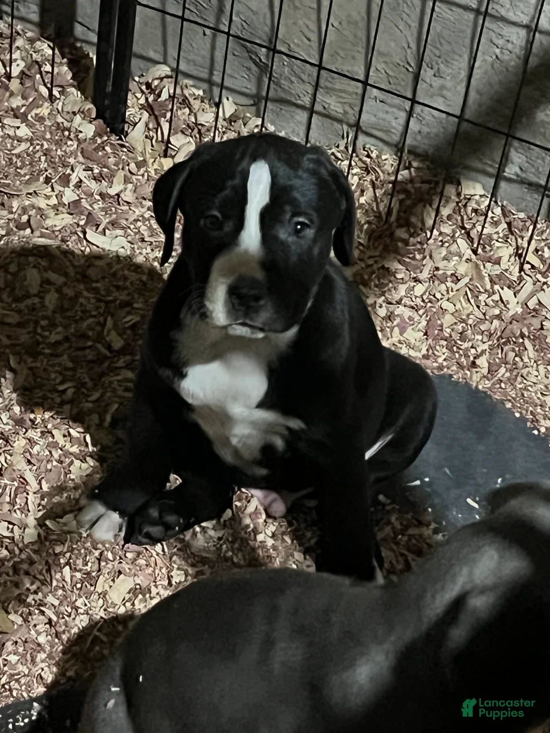 American Pit Bull Terrier dogs for sale: gustavo - Ad 2