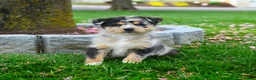 Australian Shepherd dogs for sale: Fletcher - Ad 3