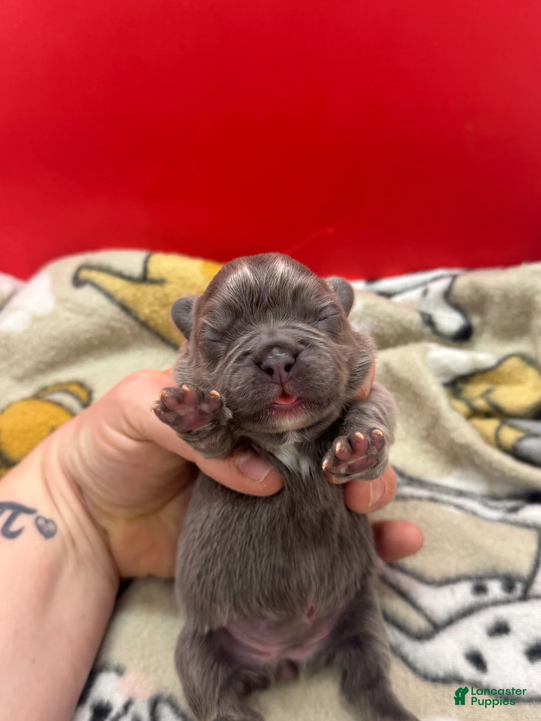 French Bulldog dogs for sale: Full Fluffy Lilac  - Ad 1