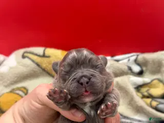 French Bulldog dogs Full Fluffy Lilac - Ad 3