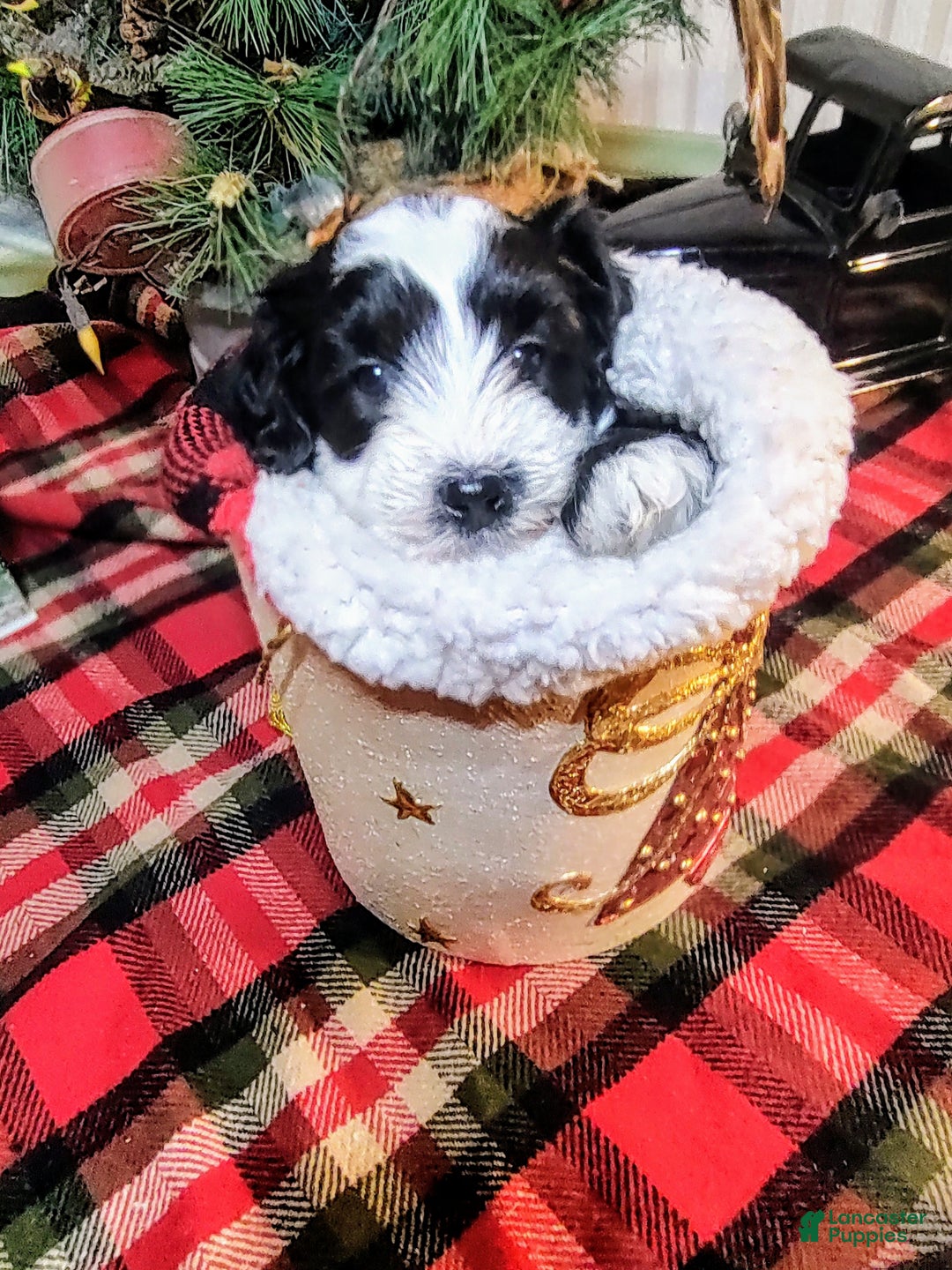Mini Sheepadoodle dogs for sale: Buck - Ad 9