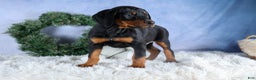 Doberman Pinscher dogs for sale: TINA - Ad 9