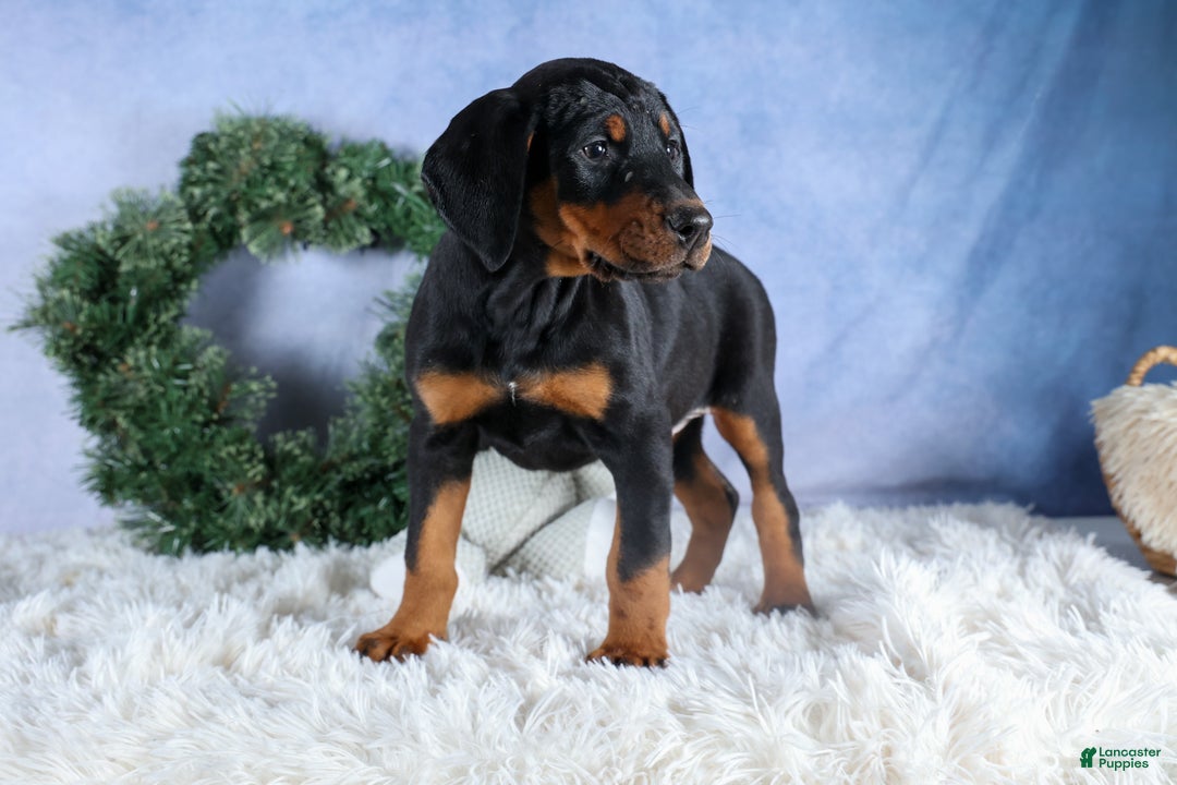 Doberman Pinscher dogs for sale: TINA - Ad 9