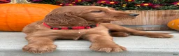 Irish Setter dogs for sale: Harrison - Ad 18