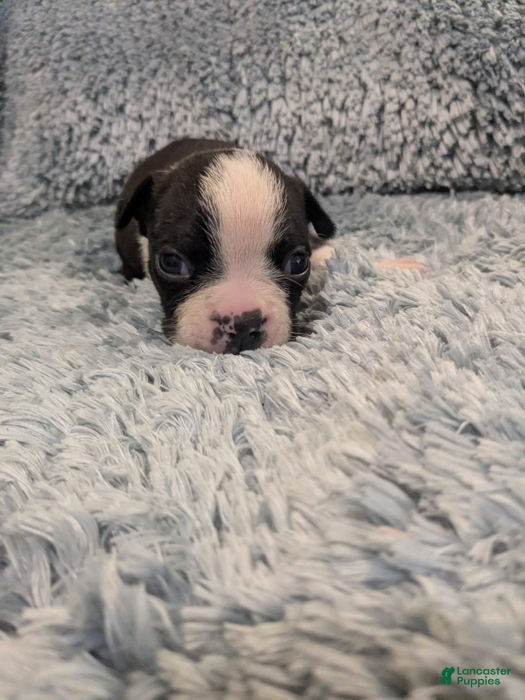 Boston Terrier dogs for sale: Boston Terrier Puppy 4 - Ad 3