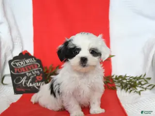 Malshi dogs Sunny - Ad 1