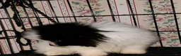 Pomeranian dogs for sale: Pomeranian Puppy 1 - Ad 2
